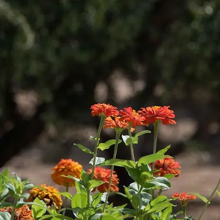 Daire Flora & Agelos Chrisi Akti (Paros)